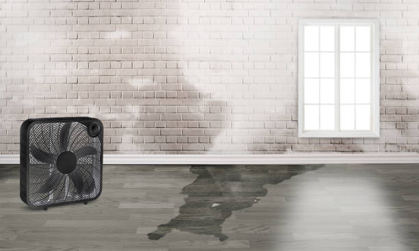 Best Professional water damage repair  in Avalon, PA